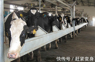 和平乳業逆勢崛起,企業再造又創第一,這才是真正的大機會